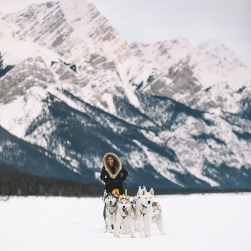 SnowyOwl Dog Sledding Tours