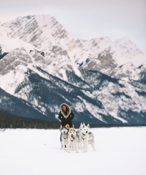SnowyOwl Dog Sledding Tours