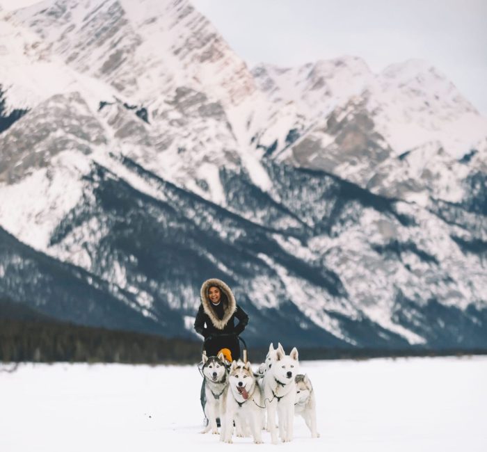 SnowyOwl Dog Sledding Tours