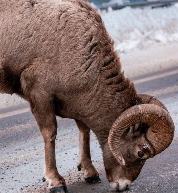 Sheep